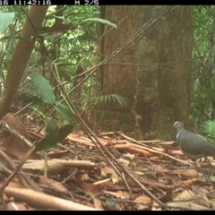 Leucosarcia melanoleuca (Wonga Pigeon) at Lorne, NSW - 16 Jan 2025 by Butlinz