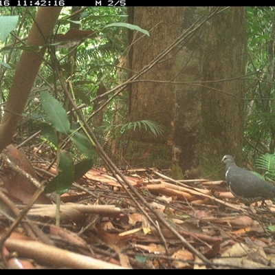 Leucosarcia melanoleuca (Wonga Pigeon) at Lorne, NSW - 16 Jan 2025 by Butlinz