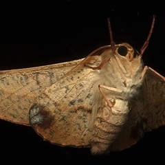 Antictenia punctunculus (A geometer moth) at Ainslie, ACT - 16 Jan 2025 by jb2602