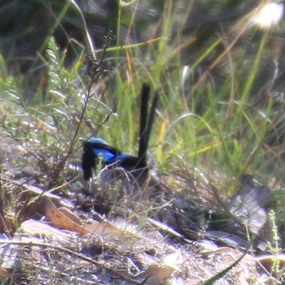 Malurus cyaneus (Superb Fairywren) at Yarralumla, ACT - 19 Jan 2025 by Jennybach