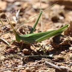 Acrida conica (Giant green slantface) at Kenny, ACT - 17 Jan 2025 by jb2602