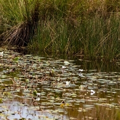 Ottelia ovalifolia subsp. ovalifolia (Swamp Lily) at Sutton, NSW - 8 Jan 2025 by Untidy