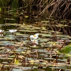 Ottelia ovalifolia subsp. ovalifolia at Sutton, NSW - suppressed