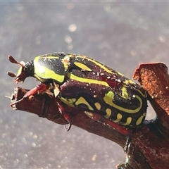 Eupoecila australasiae (Fiddler Beetle) at Chapman, ACT - 18 Jan 2025 by RomanSoroka