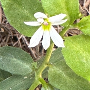 Lobelia purpurascens at Byron Bay, NSW by lbradley