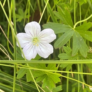 Geranium neglectum at Captains Flat, NSW - 20 Jan 2025