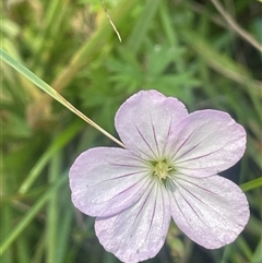 Geranium neglectum at Captains Flat, NSW - 20 Jan 2025 01:42 PM