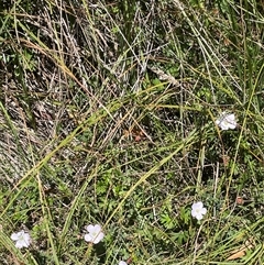 Geranium neglectum at Captains Flat, NSW - 20 Jan 2025 01:42 PM