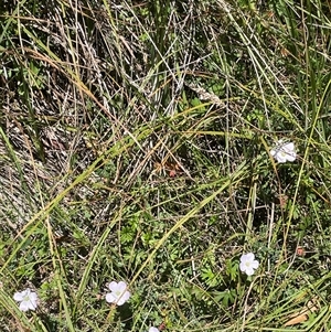 Geranium neglectum at Captains Flat, NSW - 20 Jan 2025