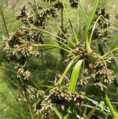 Scirpus polystachyus (Large-head Club-rush) at Captains Flat, NSW - 20 Jan 2025 by JaneR