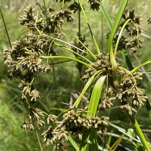 Scirpus polystachyus at Captains Flat, NSW - 20 Jan 2025 01:15 PM