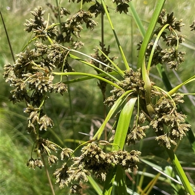 Scirpus polystachyus (Large-head Club-rush) at Captains Flat, NSW - 20 Jan 2025 by JaneR