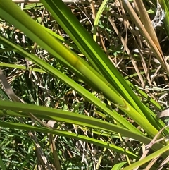 Scirpus polystachyus at Captains Flat, NSW - 20 Jan 2025 01:15 PM