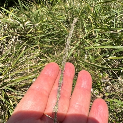 Paspalum dilatatum at Byron Bay, NSW - 21 Jan 2025 by lbradley