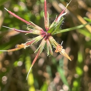 Lotus uliginosus (Birds-foot Trefoil) at Captains Flat, NSW by JaneR