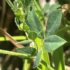 Lotus uliginosus at Captains Flat, NSW - 20 Jan 2025