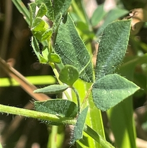 Lotus uliginosus at Captains Flat, NSW - 20 Jan 2025 01:14 PM