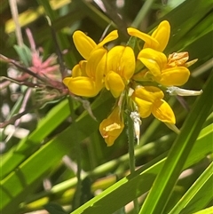 Lotus uliginosus at Captains Flat, NSW - 20 Jan 2025