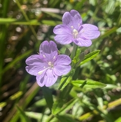 Epilobium pallidiflorum (Showy Willow Herb) at Captains Flat, NSW - 20 Jan 2025 by JaneR