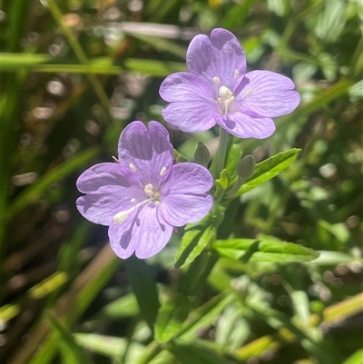 Epilobium pallidiflorum (Showy Willow Herb) at Captains Flat, NSW - 20 Jan 2025 by JaneR