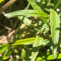 Epilobium pallidiflorum at Captains Flat, NSW - 20 Jan 2025 01:20 PM