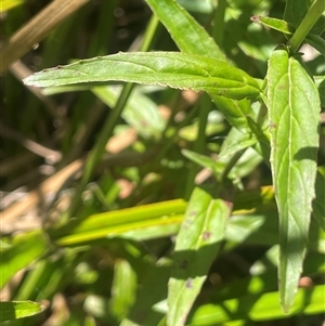 Epilobium pallidiflorum at Captains Flat, NSW - 20 Jan 2025 01:20 PM