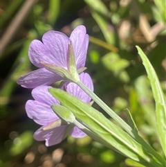 Epilobium pallidiflorum at Captains Flat, NSW - 20 Jan 2025 01:20 PM