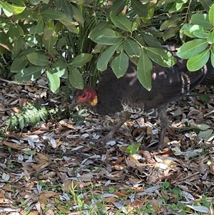 Alectura lathami (Australian Brush-turkey) at Byron Bay, NSW by lbradley