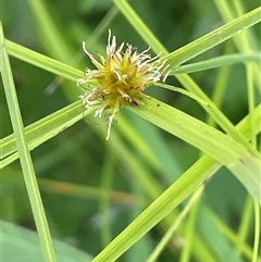 Cyperus sphaeroideus (Scented Sedge) at Captains Flat, NSW - 20 Jan 2025 by JaneR