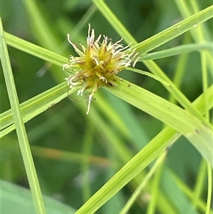 Cyperus sphaeroideus (Scented Sedge) at Captains Flat, NSW by JaneR