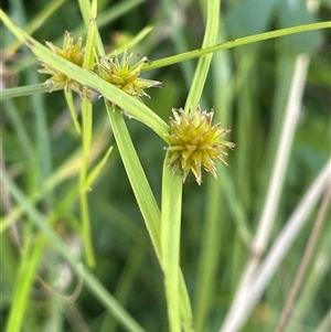 Cyperus sphaeroideus at Captains Flat, NSW - 20 Jan 2025 01:35 PM