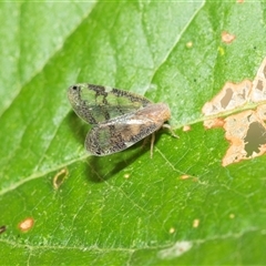 Scolypopa australis (Passionvine hopper, Fluffy bum) at Higgins, ACT - 20 Jan 2025 by AlisonMilton