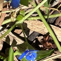 Commelina cyanea at Byron Bay, NSW - 21 Jan 2025 by lbradley