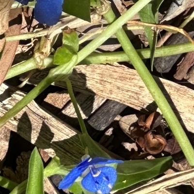 Commelina cyanea at Byron Bay, NSW - 21 Jan 2025 by lbradley