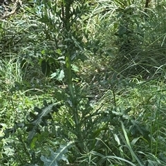 Cirsium vulgare (Spear Thistle) at Byron Bay, NSW - 21 Jan 2025 by lbradley