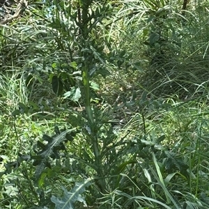 Cirsium vulgare at Byron Bay, NSW by lbradley