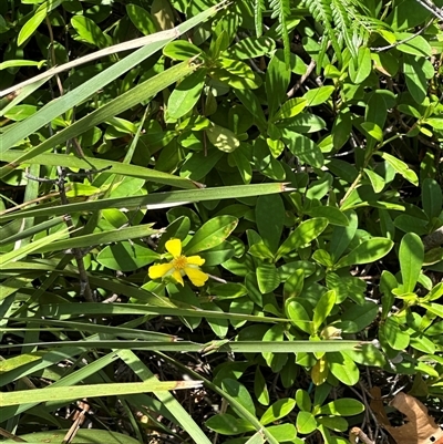 Hibbertia scandens (Climbing Guinea Flower) at Byron Bay, NSW - 21 Jan 2025 by lbradley