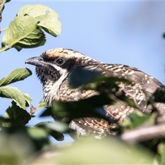 Eudynamys orientalis (Pacific Koel) at Higgins, ACT - 17 Jan 2025 by AlisonMilton