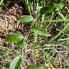 Smilax australis (Barbed-Wire Vine) at Copmanhurst, NSW - 21 Jan 2025 by MazzV