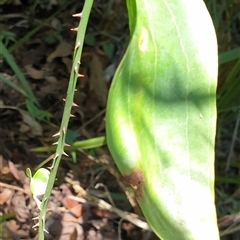 Smilax australis at Copmanhurst, NSW - suppressed