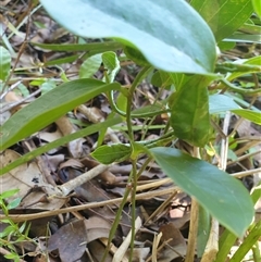 Smilax australis at Copmanhurst, NSW - suppressed