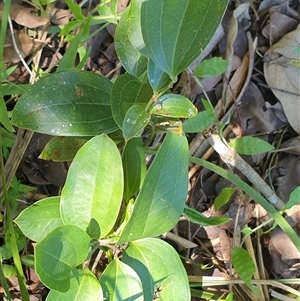 Smilax australis at Copmanhurst, NSW - suppressed