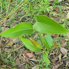 Smilax australis at Copmanhurst, NSW - suppressed