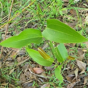 Smilax australis at Copmanhurst, NSW - suppressed