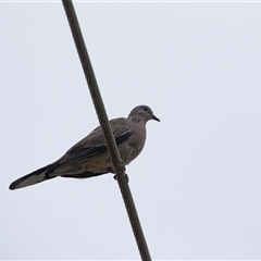 Spilopelia chinensis (Spotted Dove) at Scullin, ACT - 10 Jan 2025 by AlisonMilton