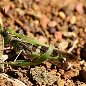 Unidentified Grasshopper, Cricket or Katydid (Orthoptera) at Throsby, ACT by Thurstan