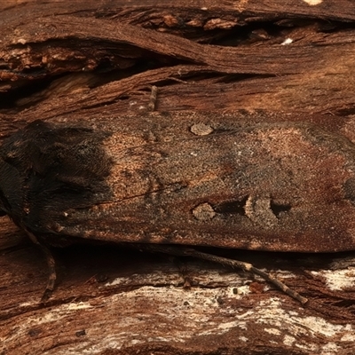 Agrotis infusa at Ainslie, ACT - 18 Jan 2025 by jb2602