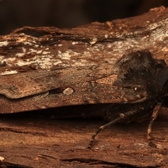 Agrotis infusa at Ainslie, ACT - 18 Jan 2025