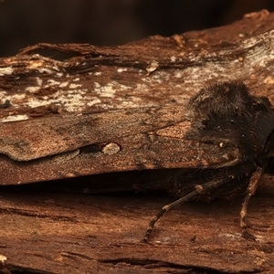 Agrotis infusa at Ainslie, ACT - 18 Jan 2025 06:09 PM