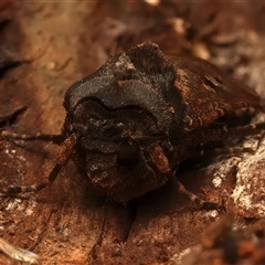 Agrotis infusa at Ainslie, ACT - 18 Jan 2025